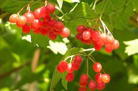 Die Haut mit Dermatitis an den Beinen wird auch Viburnum heilen