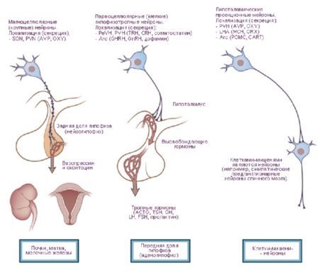 Hypothalamus.  Drei Arten von neurosekretorischen Zellen des Hypothalamus.