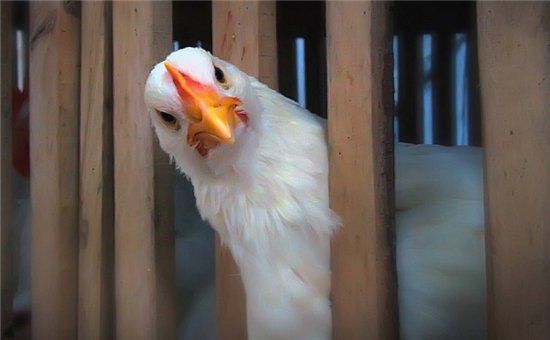 Deutsche Ärzte schlagen Alarm: Antibiotikaresistente Mikroben in Hühnerfleisch gefunden