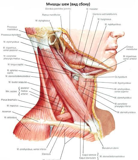 Brust-Schlüsselbein-Mastoid Muskel (M. Sternocleidomastoideus)