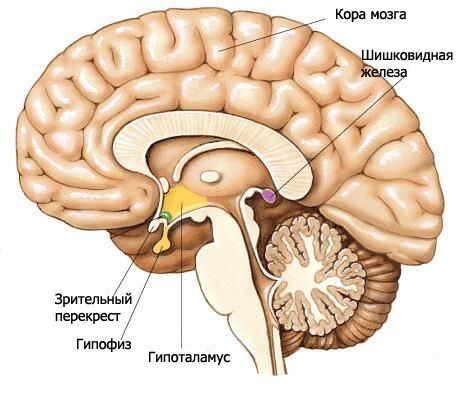 der Hypothalamus