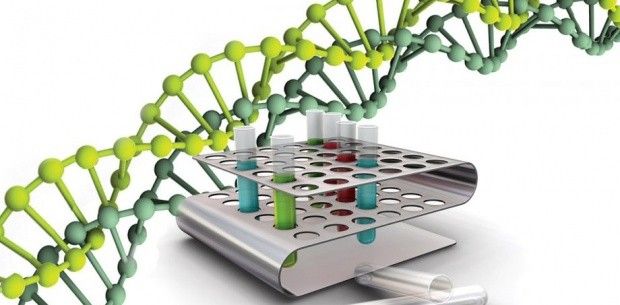 Künstliche Chromosomen helfen bei der Bewältigung von Erbkrankheiten
