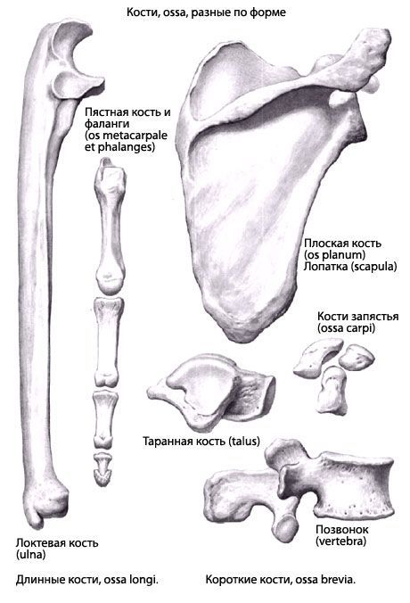 Arten von Knochen