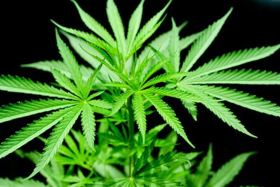 Cannabis lindert Schmerzen nicht, es macht sie erträglich