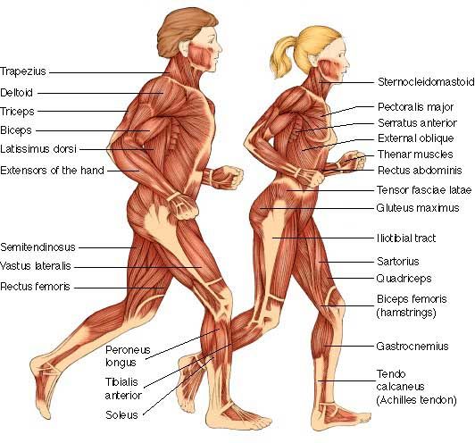 Anti-Aging-Muskelmedikament