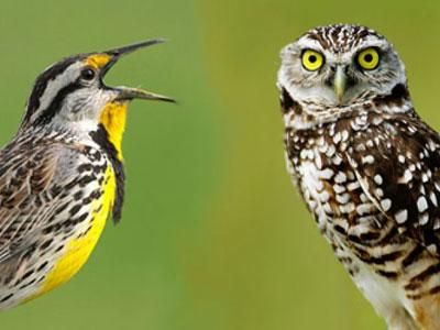 Frühaufsteher sind glücklicher als Eulen