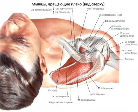 Supraspinatus- und Infraspinatus-Muskeln