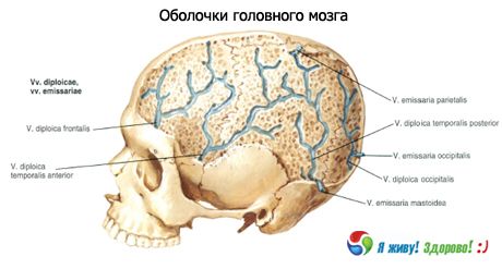 Muscheln des Gehirns