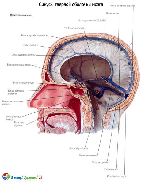 Sinus (Nasennebenhöhlen) der festen Membran des Gehirns