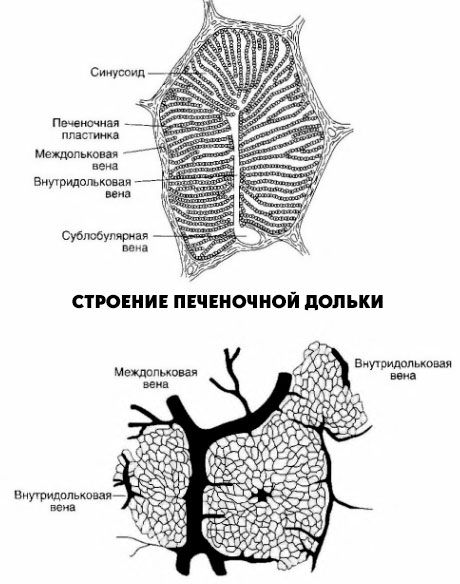 Struktur des Leberlappens