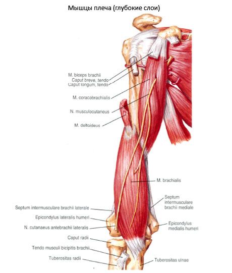 Der M. Biliare-humeralis (M. Coracobrachialis)