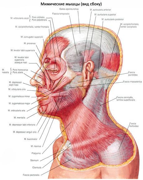 Der Unterhautmuskel des Halses (Platysma)