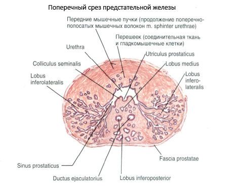 Struktur der Prostata