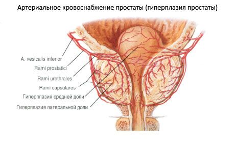 Gefäße und Nerven der Prostata