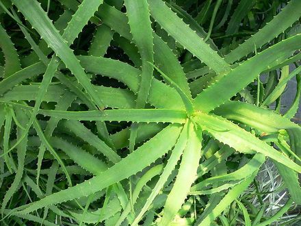 Aloe
