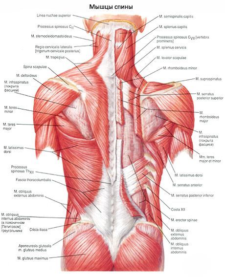 Der breiteste Rückenmuskel