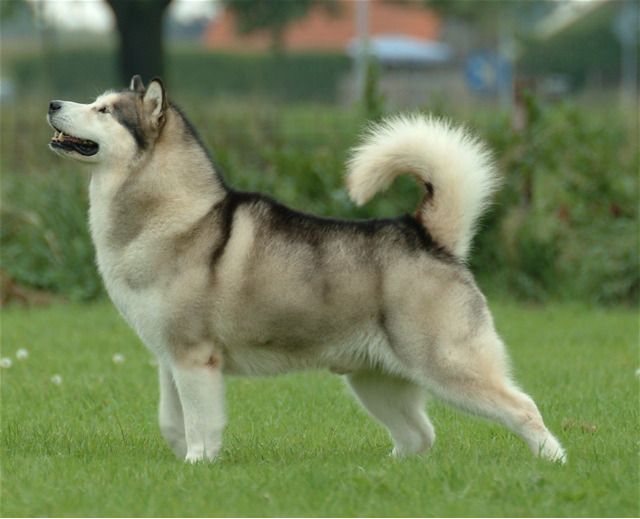 Riesiger Alaskan Malamute