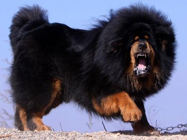 Tibetdogge
