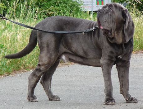 Neapolitanischer Mastiff
