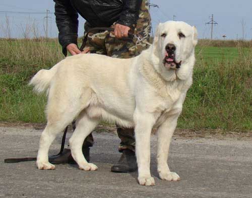 Zentralasiatischer Schäferhund