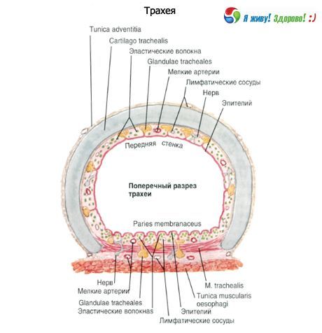 Trachea.  Struktur der Schleimhaut der Luftröhre