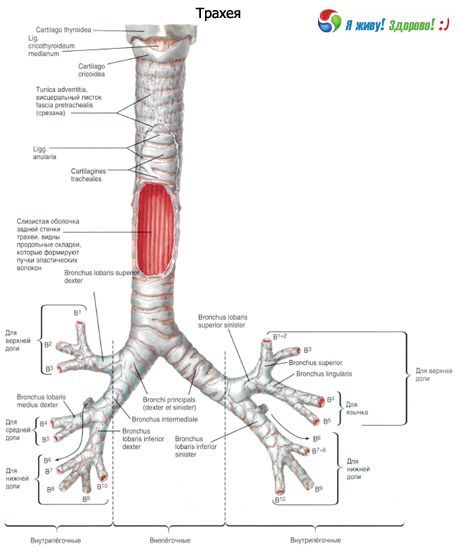 Trachea.  Struktur der Luftröhre