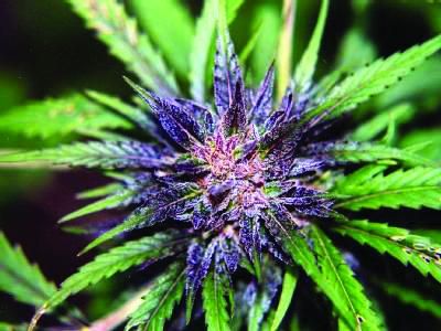 Eine Sorte medizinisches Cannabis ohne narkotische Wirkung wurde entwickelt