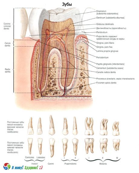 Zähne.  Struktur des Zahnes