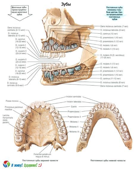 Zähne.  Struktur des Zahnes